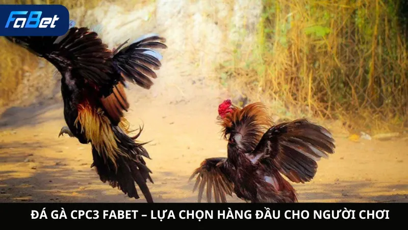 Đá Gà CPC3 Fabet – Lựa Chọn Hàng Đầu Cho Người Chơi