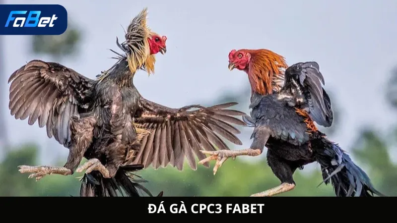 Đá Gà CPC3 Fabet