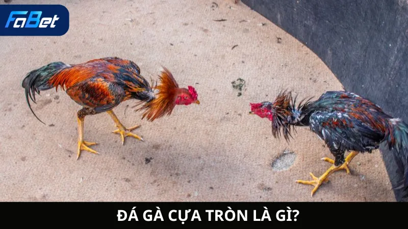Đá Gà Cựa Tròn Là Gì