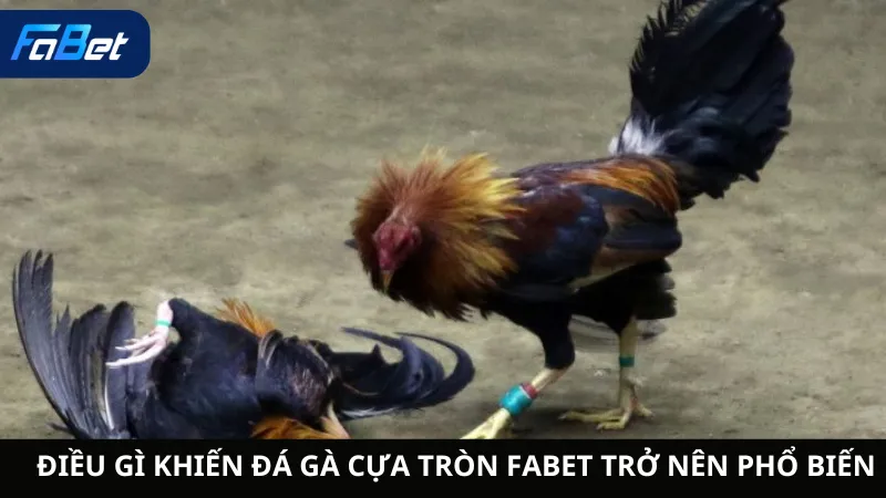 Điều Gì Khiến Đá Gà Cựa Tròn Fabet Trở Nên Phổ Biến
