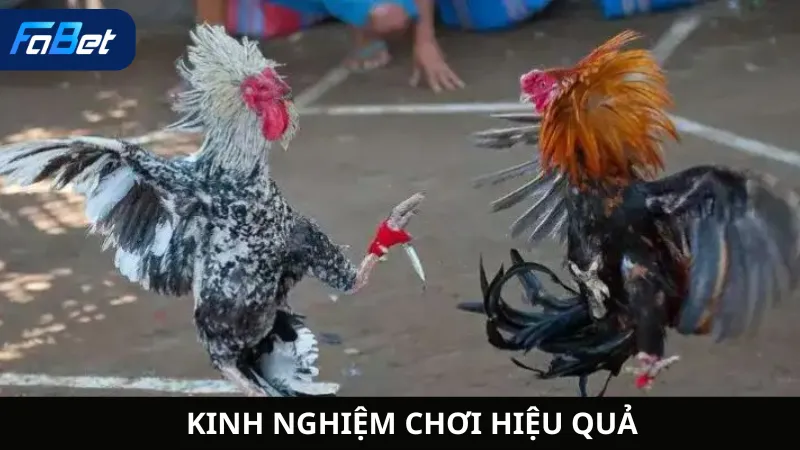 Kinh Nghiệm Chơi Hiệu Quả