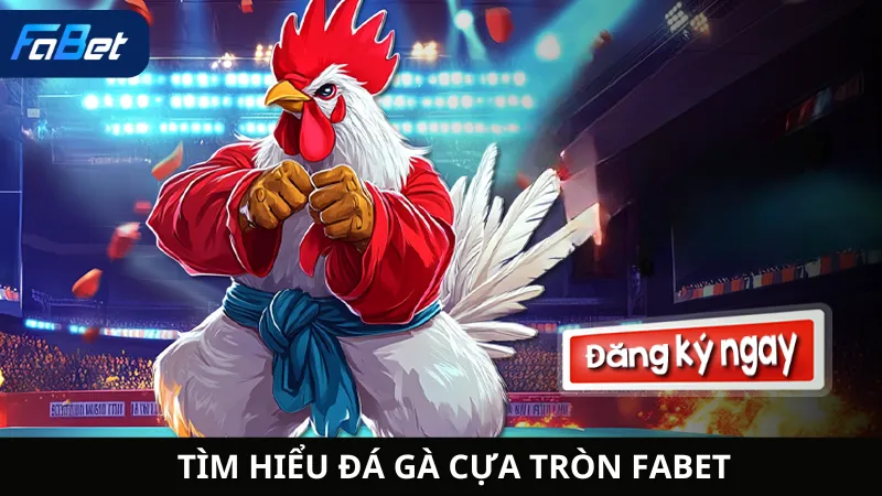 Tìm Hiểu Đá Gà Cựa Tròn Fabet
